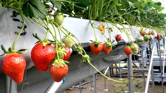 いちごの高設栽培にお奨め！　東缶興産株式会社が自社製「トーカン実楽る（みらくる）ベッド」の紹介を開始