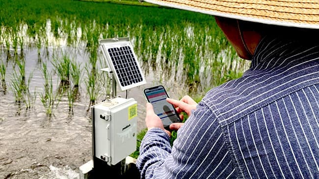 ガラケーで圃場確認　シニア対応サービス開始　スマート水田サービス「パディッチ」