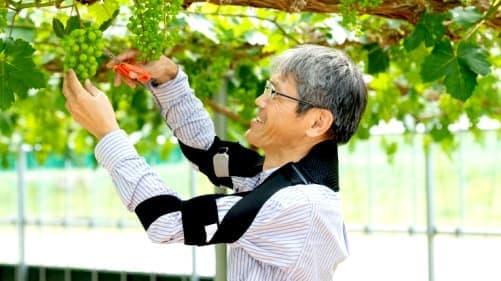 梨農家に向けて腕上げサポーターのモニター評価を実施　ＪＡ晴れの国岡山×ダイヤ工業