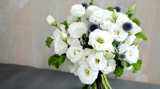 世界初の無花粉八重咲きトルコギキョウ「PF ダブル スノー」今秋種子発売　サカタのタネ