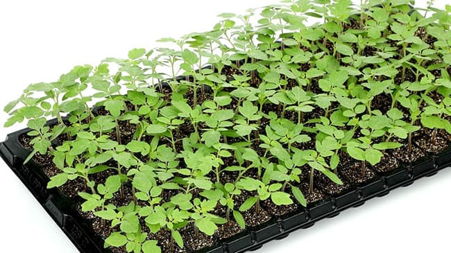 台木トマトの主力品種へ「グランシールド」の種子発売　サカタのタネ