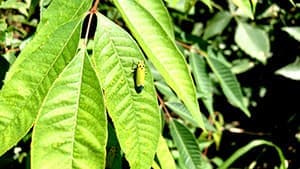 ウンカ類を防除　新規殺虫剤「オーケストラ」農薬登録取得　日本農薬