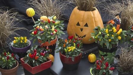 とうがらしの魅力を発見　ステイホームハロウィンに新提案　タキイ種苗