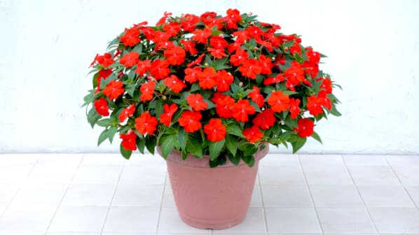 「サンパチェンス　オレンジ」店舗限定販売　サカタのタネ