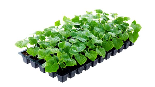 期間限定「即出荷苗」今月中旬から販売開始　Oasis