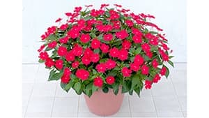 大鉢や花壇でおすすめ「サンパチェンス　スカーレット」など2品種発売