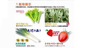 恒例の「大利根研究農場オープンデー2020」開催　トキタ種苗