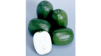 立冬に食べる「トウガン」で冬モードへ　タキイ種苗