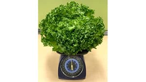 新型"水光"栽培システム「AN」を販売開始　三菱ケミカルアグリドリーム