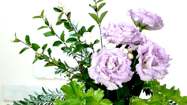 トルコギキョウ新品種　ラベンダーカラーなど8品種追加　サカタのタネ