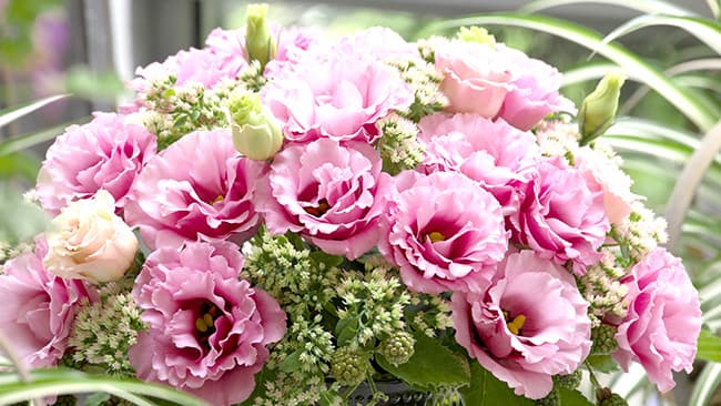 バラのように高貴な花型「ミンク」シリーズ新色4品種を発売　タキイ種苗