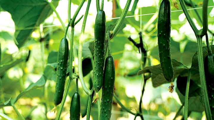 キュウリ黄化えそ病耐病性の新品種「あすとろ」発売　久留米原種育成会