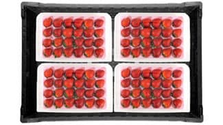 イチゴが荷痛みしにくい　エコAPETの搬送容器新発売　エフピコチューパ