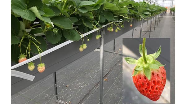 福島県大熊町の復興シンボル「夏いちご」づくりの取り組み支援　栗田工業