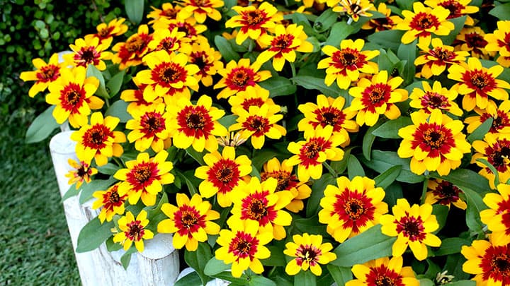 新品種ジニアが世界2大花き品評会でW金受賞　サカタのタネ