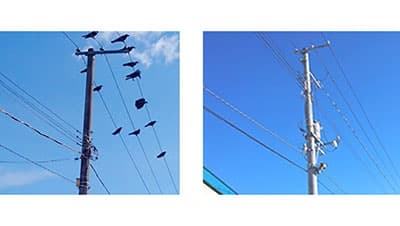 鳥の視覚を混乱　新コンセプトの鳥インフル対策製品を販売開始　ダイヤニウム