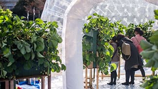 設備投資を抑え、生産効率アップ　イチゴ立体栽培の導入を支援　マラナタ