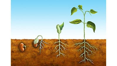 世界の種子市場　世界的な需要の分析と機会展望　レポート発売