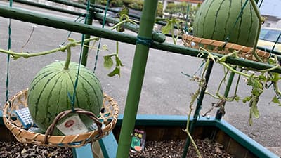 野菜栽培の高機能プランター「BioX」クラウドファンディング実施