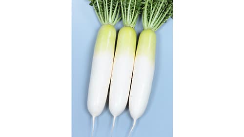 栽培適応幅が広く形状安定　ダイコン「冬の守」種子発売　サカタのタネ