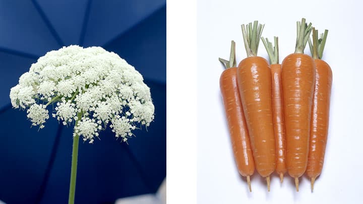 かわいくて個性的　意外と知らない「野菜の花」を紹介　タキイ種苗