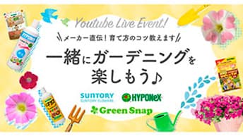 春夏花苗プロモーション　コラボ企画でガーデニング需要を喚起　サントリーフラワーズ
