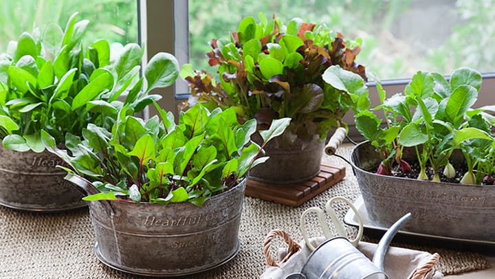 家庭菜園の失敗「水のやりすぎ」「発芽適温」「タネの深さ」に注意　タキイ種苗