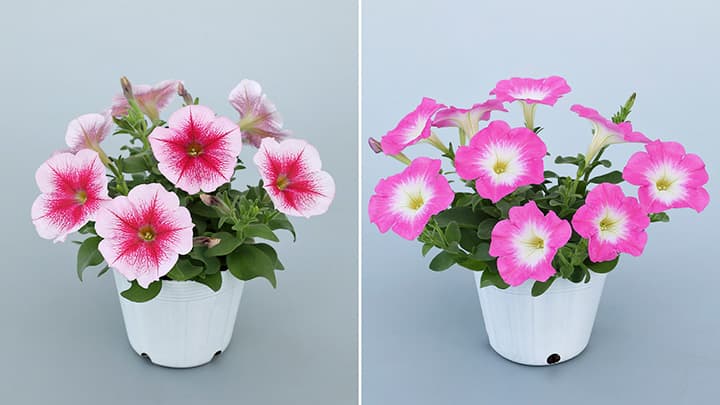 エコなペチュニア「エコチュニア」に春らしい新色2品種追加　サカタのタネ