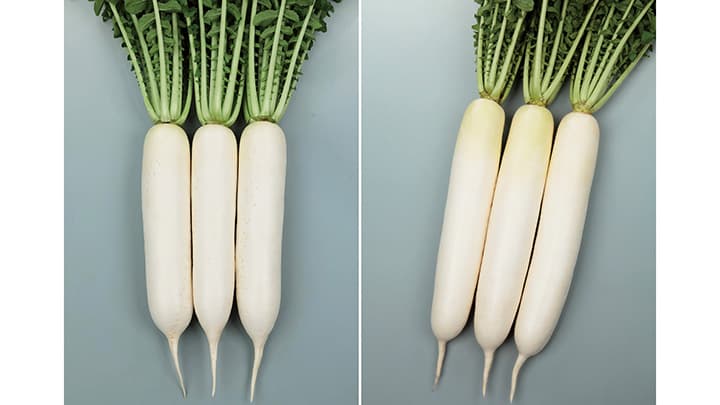 加工・業務用ダイコン新品種「夏相撲」「秋相撲」の種子発売　サカタのタネ