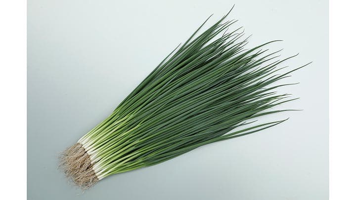 低温期の伸長性、肥大性に優れる小ネギ「菊千代」種子を発売　サカタのタネ