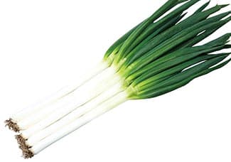 一本ネギ「初夏扇2号」晩春・初夏どり用新品種の種子発売　サカタのタネ