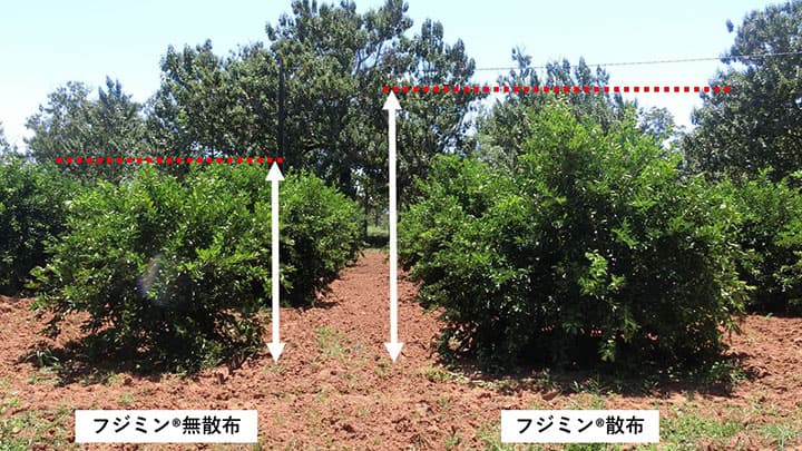 植物活性剤「フジミン」果樹への活用事例を公開　国土防災技術