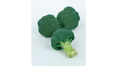 高品質な2～3月収穫用ブロッコリー「レイトドーム」種子発売　サカタのタネ