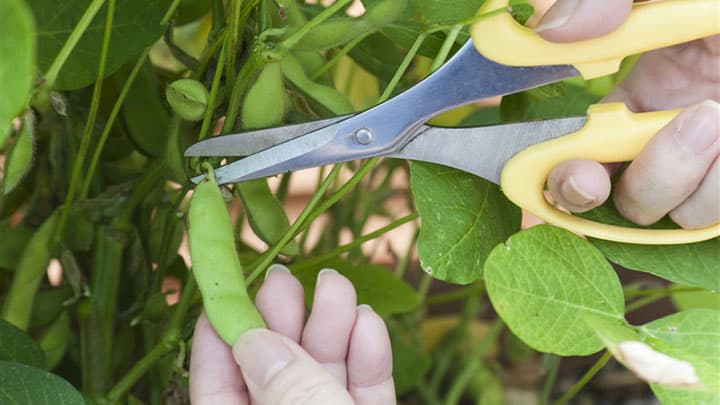 プランター菜園　人気のエダマメ栽培のコツを紹介　タキイ種苗