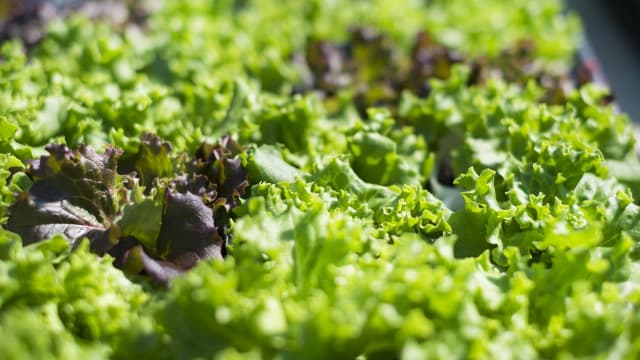 水耕栽培用培地の開発事業が環境省「マイクロプラスチック削減」優良事例に掲載