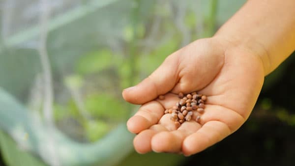 種子の世界市場　2026年までの作物種類別、主要国地域別予測　最新レポート発売