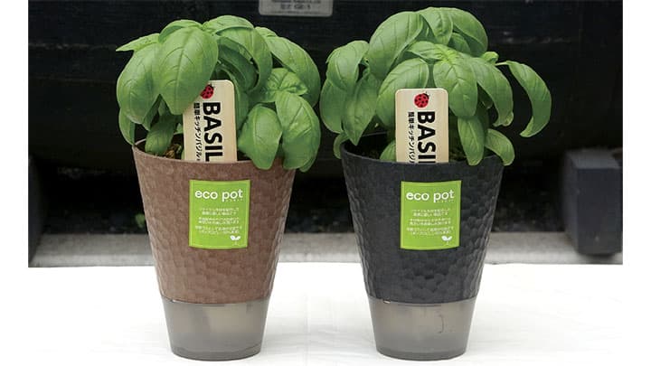 「簡単キッチンバジル」底面給水エコポット仕様で新登場　トキタ種苗