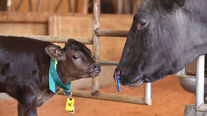 仔牛の命を守るクラウドタグシステム提供開始　ライブストック・アグリテクノ