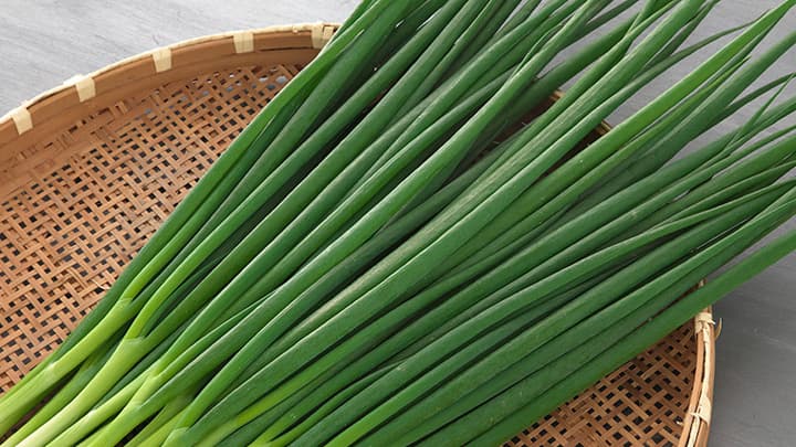 細葉立性草姿で葉先枯れに強い葉ネギ「京千羽」新発売　タキイ種苗