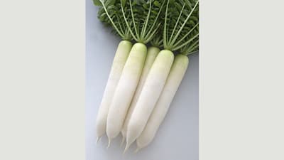 暑さと生理障害に強い夏ダイコンの新品種「夏あおい」新発売　タキイ種苗