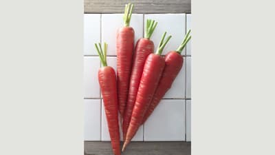 作りやすい赤色ニンジン「京くれないEX」新発売　タキイ種苗