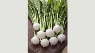 根こぶ病・萎黄病・白さび病に強い小カブ「なつばな」新発売　タキイ種苗