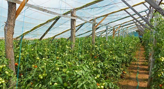 温室効果フィルムの世界市場　2026年の予測期間中にCAGR9%で成長予測