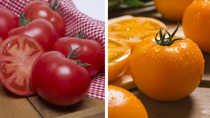 野菜川柳Twitter投稿キャンペーン「桃太郎トマト」プレゼント　タキイ種苗