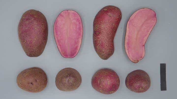 赤肉・紫肉色のカラフルポテト　新品種2種を開発　農研機構