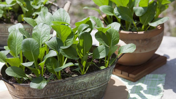 秋の家庭菜園　初心者向け小松菜・ラディッシュの栽培方法　タキイ種苗