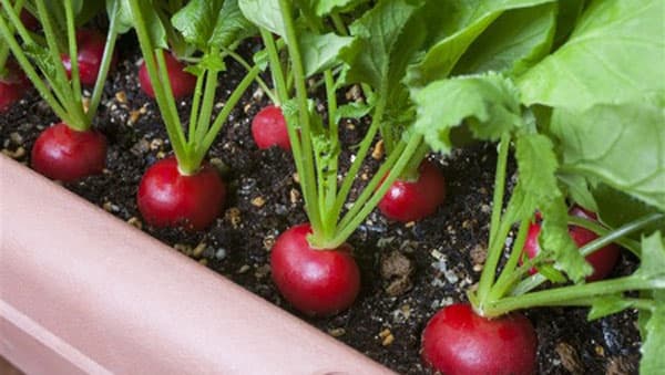 秋の「家庭菜園」おすすめは葉菜と根菜　栽培適期・土・虫がポイント　タキイ種苗