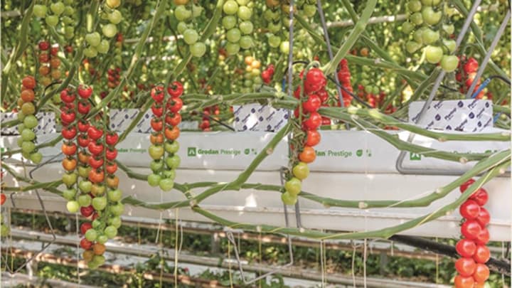 高収量めざし多品目で篤農家技術を活用【全農「ゆめファーム」事業】