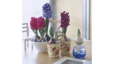 初心者も簡単　おうち時間に「ヒヤシンスの水栽培」提案　タキイ種苗