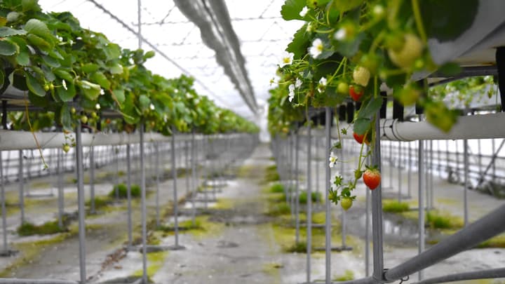 日本初のフレーク状やしがら培土「コイアフレーク」来春から販売開始　ココカラ